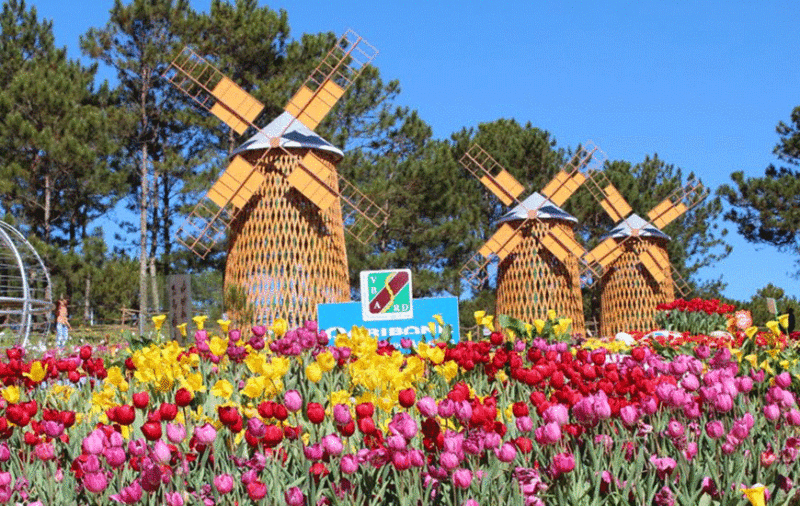 Le festival des fleurs à Da Lat : Un cadre floral et coloré, avec tous les types de fleurs bien soignées