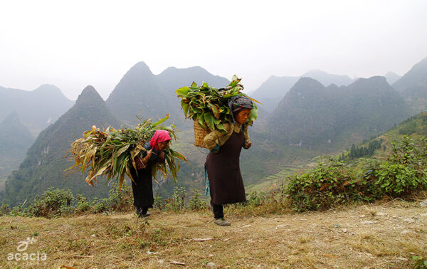 Randonnée en famille au Tonkin - 14 jours - Asia Novo Tours
