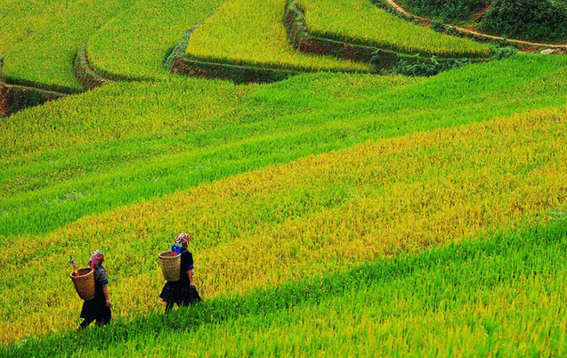 Image de champs en terrasses à Mu Cang Chai