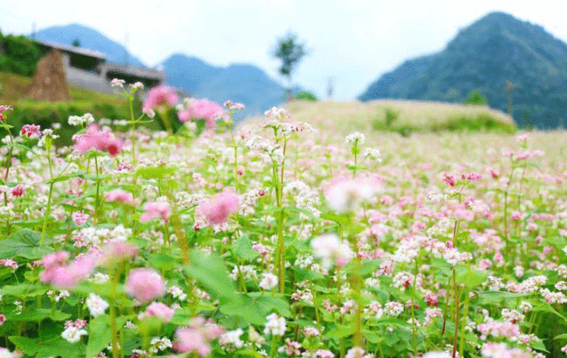 fleurs-de-sarrasin-2