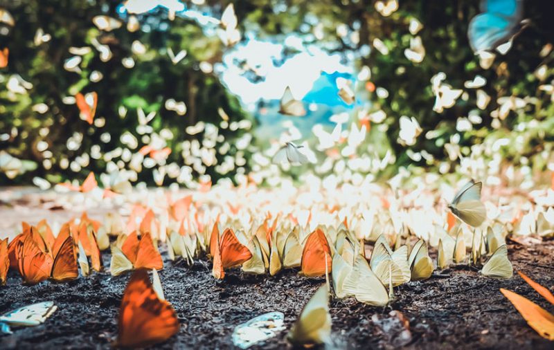 Cuc Phuong : Magnifique trésor écologique de Ninh Binh