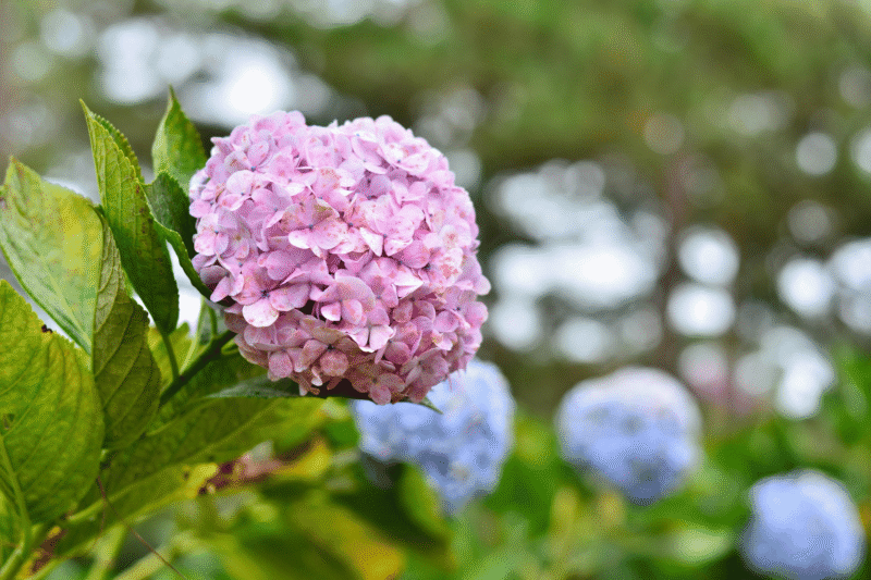 Festival des fleurs à Da Lat : Le climat à Da Lat est approprié pour planter des fleurs, notamment les hortensias