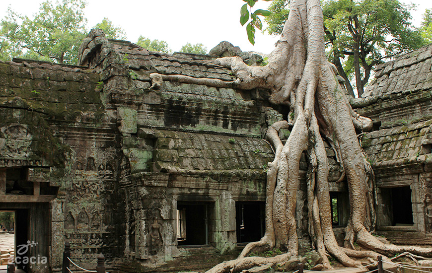 Ta Prohm (Siem Reap) – Ruines envoutantes – Asia Novo Tours
