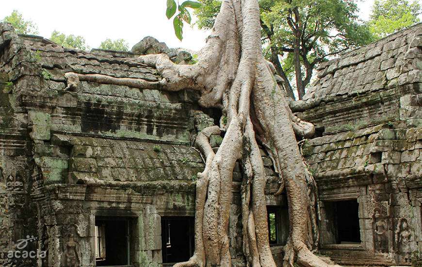 Ta Prohm (Siem Reap) – Ruines envoutantes – Asia Novo Tours