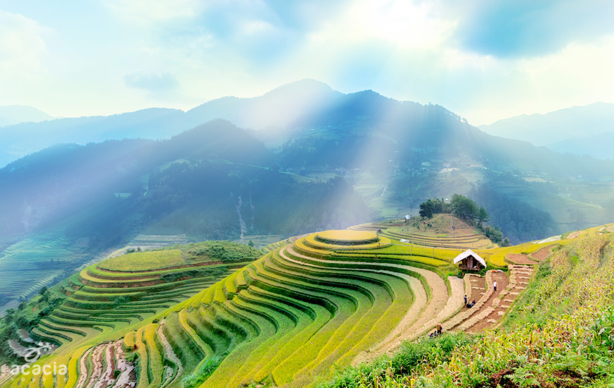 mù cang chải