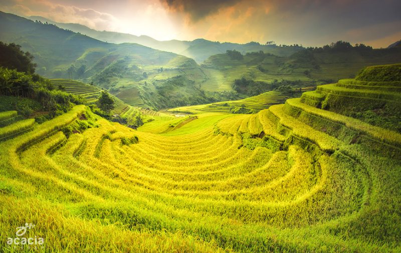 mù cang chải