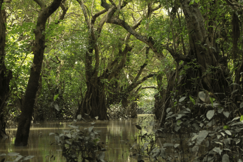 forêt-de-U-Minh-3