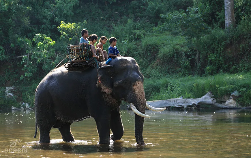 Éléphant thaïlandais (Thaïlande) – Faune emblématique – Asia Novo Tours