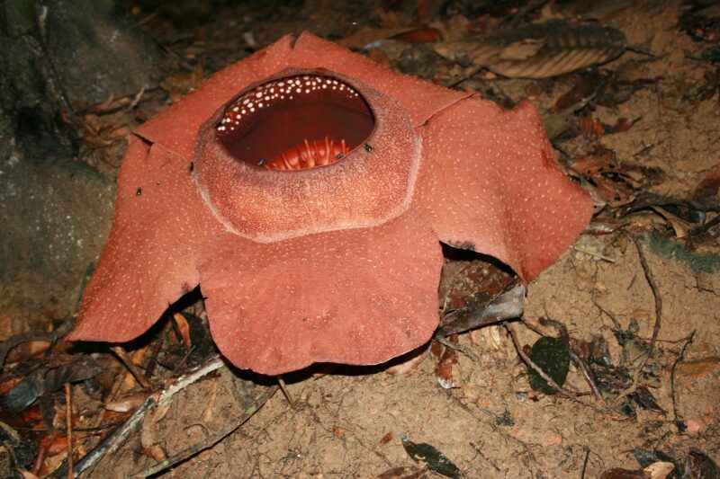 Rafflesia Kerrii