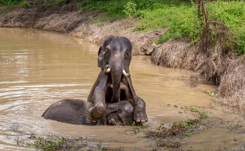 Sanctuaire des éléphants