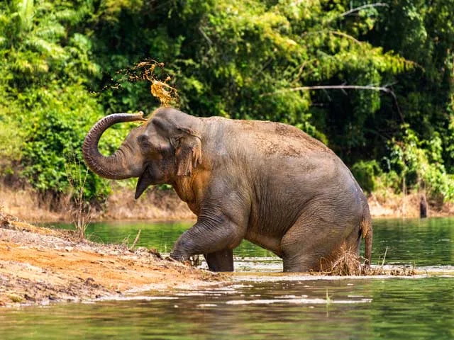 khao sok animals
