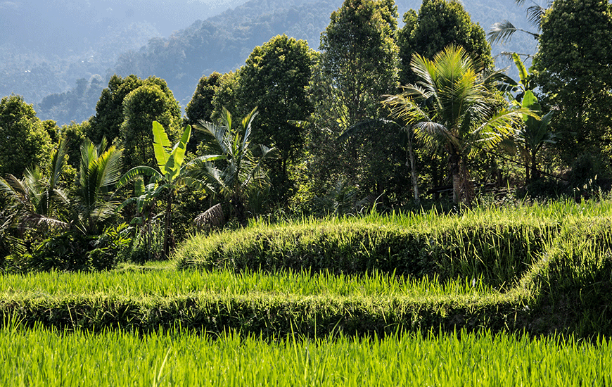 Ubud / Amed-0