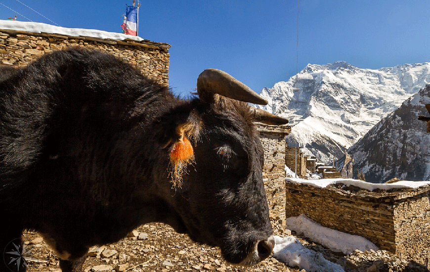 Kyanjin Gompa/Lama Hotel-0