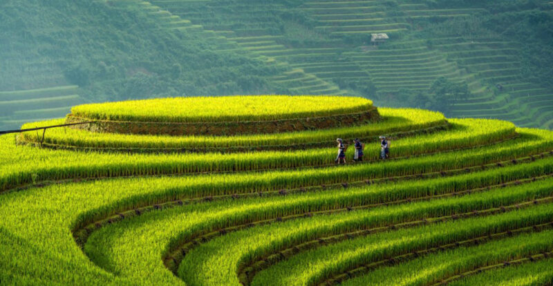 rizières en terrasse au Vietnam