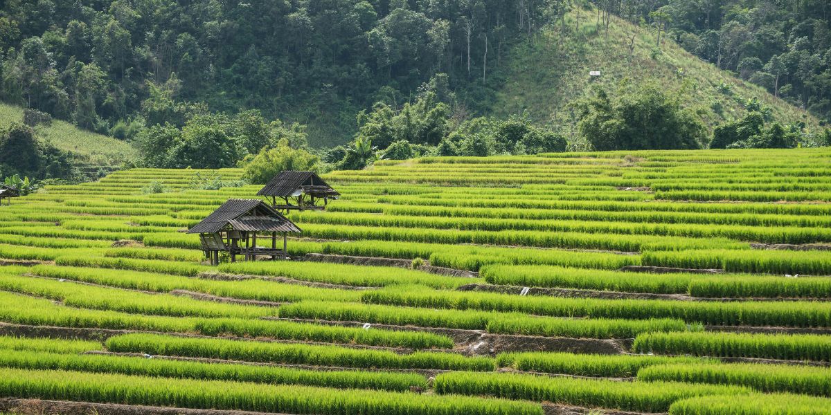 voyage-de-noce-en thailande-1