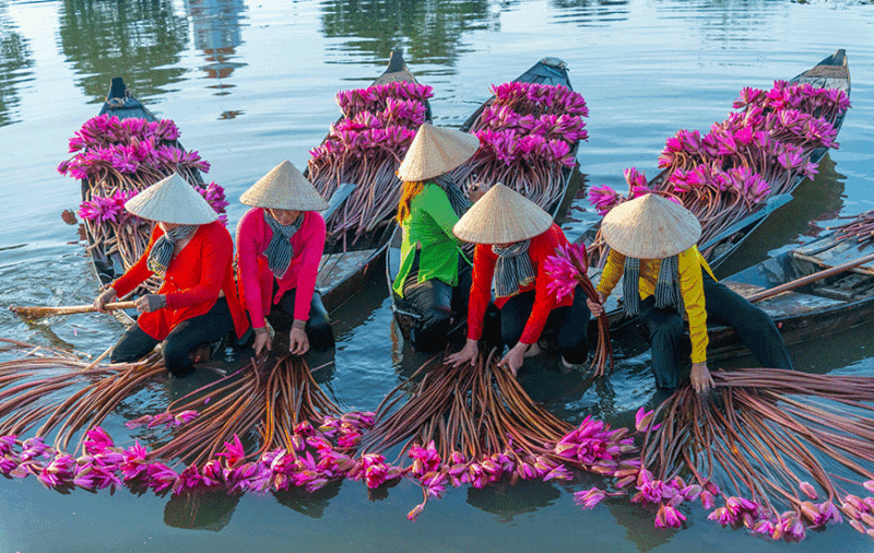 Récolte de nénuphars (Delta du Mékong) – Récolte aquatique – Asia Novo Tours