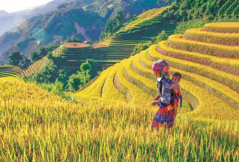 mù cang chải