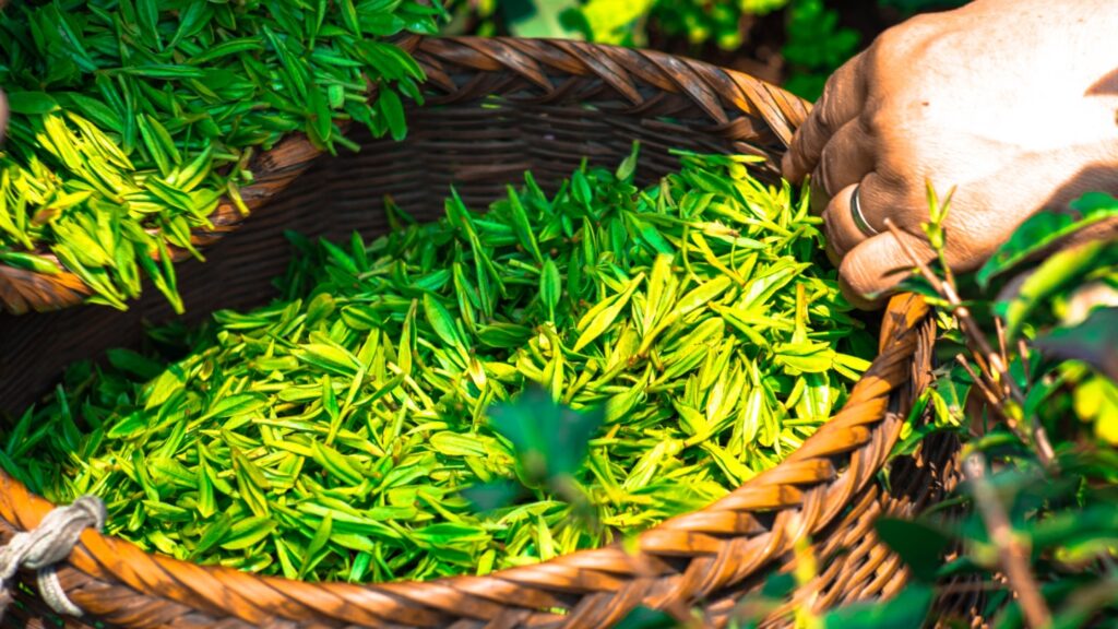 Thé oolong de Bao Loc, Lam Dong - Thé vietnamien