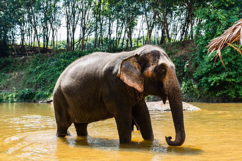 Elephant en Thailande
