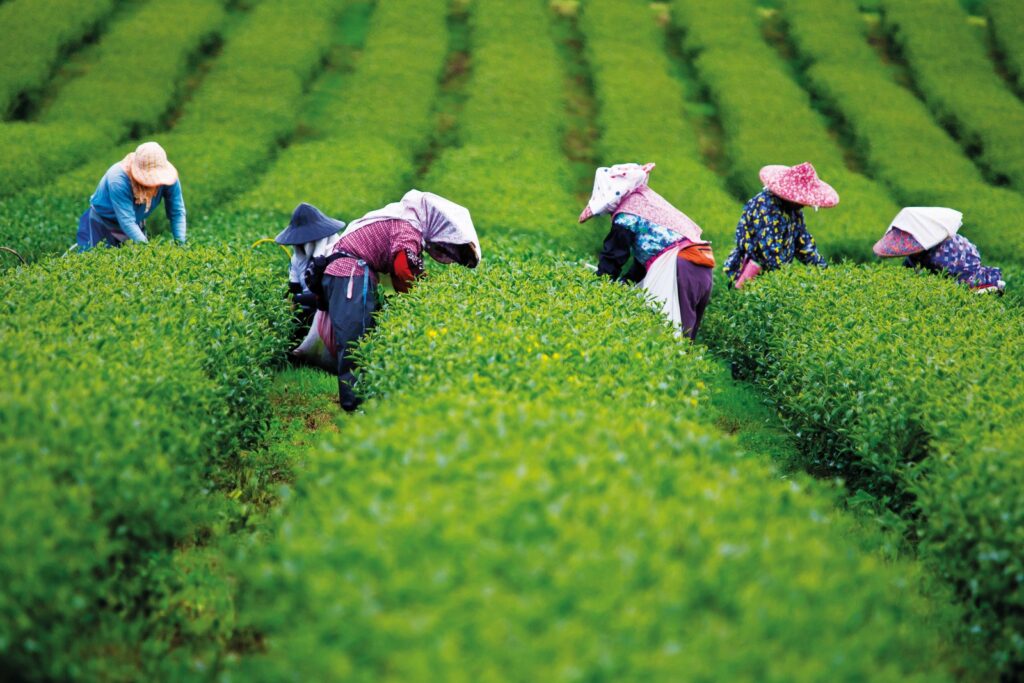 Visite des collines de thé de Thai Nguyen, Vietnam