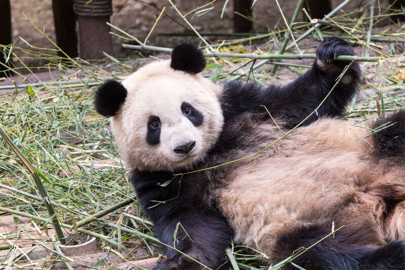 giant panda à Changdu, Chine, voyages en Chine sur mesure