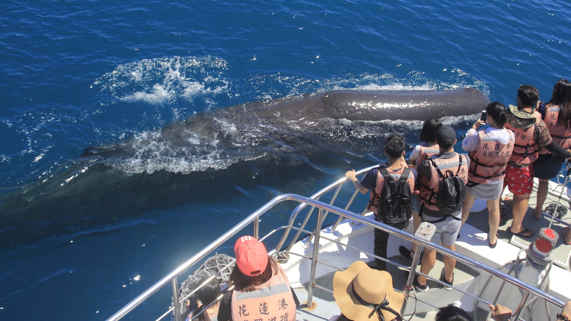 Observation des baleines et des dauphins au large de Hualien