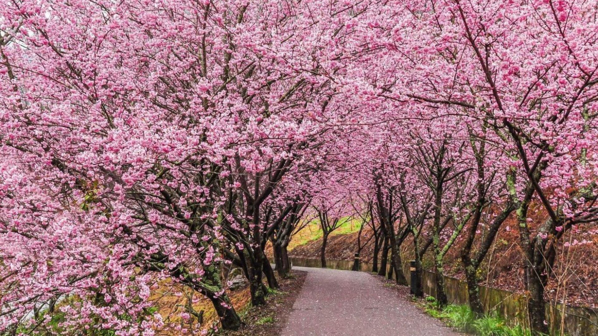 Parc national de Yangmingshan – un tableau naturel éclatant au printemps